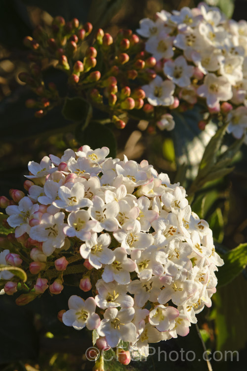 Viburnum Ã— burkwoodii (<i>Viburnum carlesii x Viburnum utile</i>), a semi-deciduous 25-4m tall shrub. Its flowers are strongly scented and borne over a long period from late winter. viburnum-2081htm'>Viburnum. <a href='adoxaceae-plant-family-photoshtml'>Adoxaceae</a>.