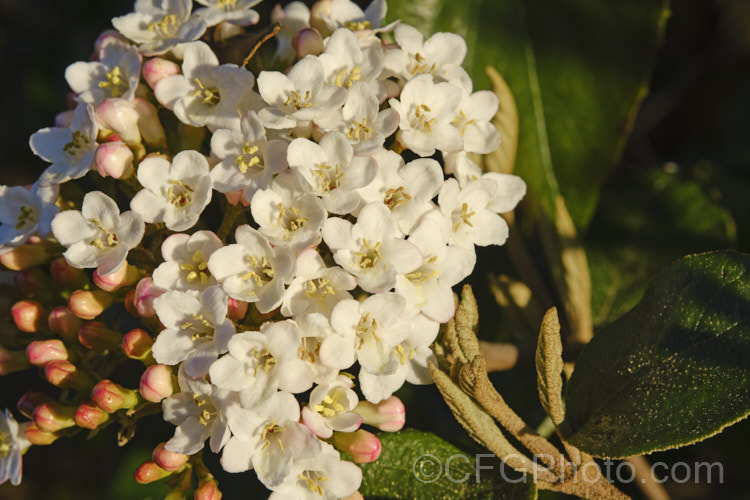 Viburnum Ã— burkwoodii (<i>Viburnum carlesii x Viburnum utile</i>), a semi-deciduous 25-4m tall shrub. Its flowers are strongly scented and borne over a long period from late winter. viburnum-2081htm'>Viburnum. <a href='adoxaceae-plant-family-photoshtml'>Adoxaceae</a>.