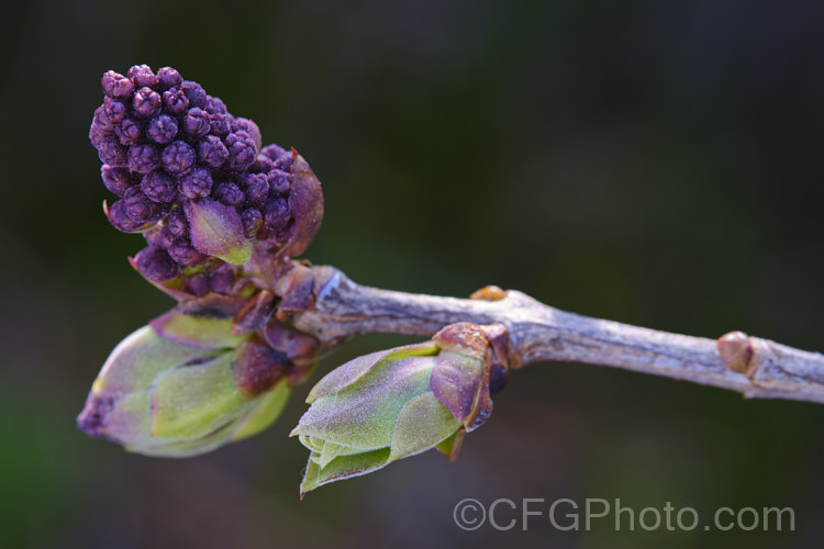 Expanding leaf and flower buds of a common lilac (<i>Syringa vulgaris</i>). This species, native to the Balkan region, is the parent of many beautiful and highly scented garden cultivars and hybrids. Order: Lamiales, Family: Oleaceae Order: Lamiales</a>
