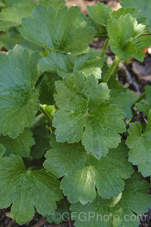 The still expanding spring foliage of the Azores. Buttercup or Canary. Buttercup (<i>Ranunculus cortusifolius</i>), a fleshy-rooted, herbaceous perennial buttercup found in the Azores, Canaries and Madeira Its palmately lobed leaves can grow to over 20cm wide, on stems up to 50cm tall, and the bright yellow flowers are borne in heads on stems to 1m tall Order: Ranunculales, Family: Ranunculaceae Order: Ranunculales</a>