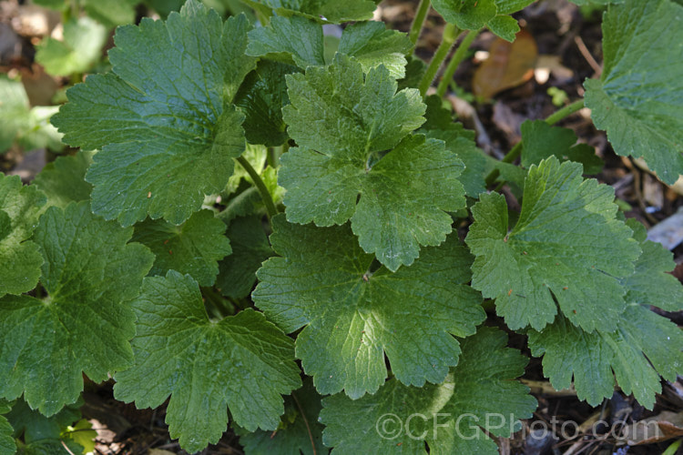 The still expanding spring foliage of the Azores. Buttercup or Canary. Buttercup (<i>Ranunculus cortusifolius</i>), a fleshy-rooted, herbaceous perennial buttercup found in the Azores, Canaries and Madeira Its palmately lobed leaves can grow to over 20cm wide, on stems up to 50cm tall, and the bright yellow flowers are borne in heads on stems to 1m tall Order: Ranunculales, Family: Ranunculaceae Order: Ranunculales</a>