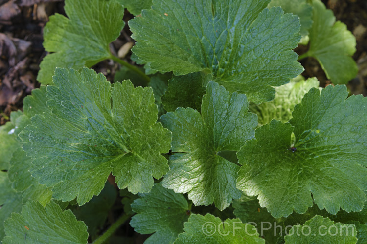 The still expanding spring foliage of the Azores. Buttercup or Canary. Buttercup (<i>Ranunculus cortusifolius</i>), a fleshy-rooted, herbaceous perennial buttercup found in the Azores, Canaries and Madeira Its palmately lobed leaves can grow to over 20cm wide, on stems up to 50cm tall, and the bright yellow flowers are borne in heads on stems to 1m tall Order: Ranunculales, Family: Ranunculaceae Order: Ranunculales</a>