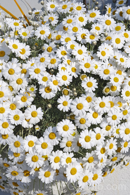 Rhodanthemum hosmariense (syns. Leucanthemum hosmariense, Chrysanthemopsis hosmariensis</i>), a small, long-flowering evergreen perennial native to Morocco. It grows to around 30cm tall x 1m wide and flowers throughout the warmer months
