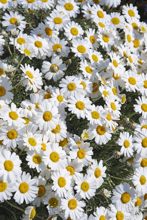 Rhodanthemum hosmariense (syns. Leucanthemum hosmariense, Chrysanthemopsis hosmariensis</i>), a small, long-flowering evergreen perennial native to Morocco. It grows to around 30cm tall x 1m wide and flowers throughout the warmer months