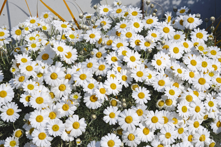 Rhodanthemum hosmariense (syns. Leucanthemum hosmariense, Chrysanthemopsis hosmariensis</i>), a small, long-flowering evergreen perennial native to Morocco. It grows to around 30cm tall x 1m wide and flowers throughout the warmer months