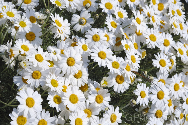 Rhodanthemum hosmariense (syns. Leucanthemum hosmariense, Chrysanthemopsis hosmariensis</i>), a small, long-flowering evergreen perennial native to Morocco. It grows to around 30cm tall x 1m wide and flowers throughout the warmer months
