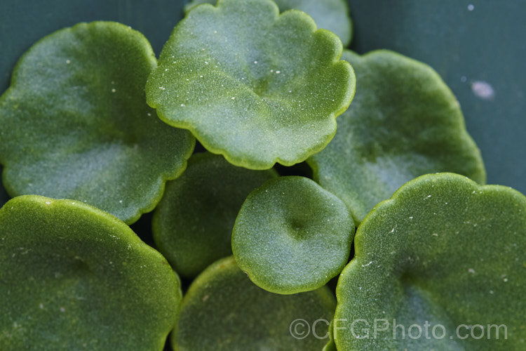 Navelwort or Wall. Pennywort (<i>Umbilicus rupestris</i>), a spring-flowering succulent native to Europe, including Britain. It grows in damp crevices and has a clumping habit. The perfoliate, fleshy, deep green foliage is very distinctive. The heads of small greenish-cream flowers open in mid- to late spring and are borne on stems up to 25cm high. Order: Saxifragales, Family: Crassulaceae Order: Saxifragales</a>