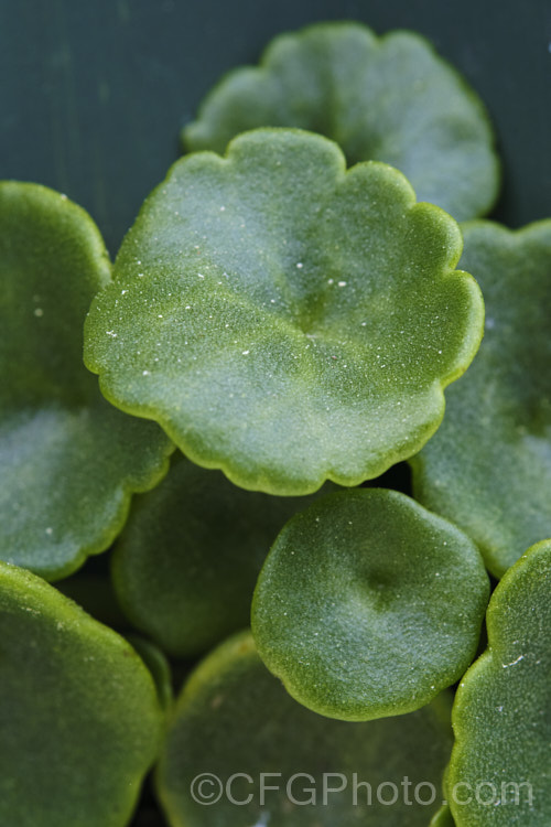 Navelwort or Wall. Pennywort (<i>Umbilicus rupestris</i>), a spring-flowering succulent native to Europe, including Britain. It grows in damp crevices and has a clumping habit. The perfoliate, fleshy, deep green foliage is very distinctive. The heads of small greenish-cream flowers open in mid- to late spring and are borne on stems up to 25cm high. Order: Saxifragales, Family: Crassulaceae Order: Saxifragales</a>
