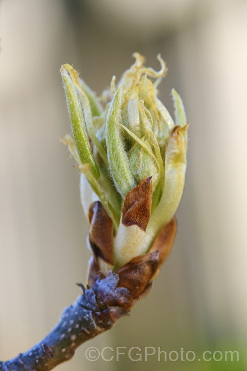 Opening spring bud of Pyrus communis 'Taylor's Gold', a russet-skinned pear found in New Zealand in 1986 and thought to be a sport of 'Doyenne du Comice'. It has a narrow neck and excellent texture and flavour. Order: Rosales, Family: Rosaceae
