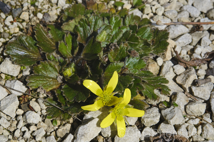 Ranunculus callianthus, a critically endangered New Zealand buttercup species native to limestone outcrops in a small area around Albury, South Canterbury. The foliage has a covering of fine hairs and forms rosettes that hug the ground. This species seems to adapt to well to cultivation, flowering in early spring. Order: Ranunculales, Family: Ranunculaceae Order: Ranunculales</a>