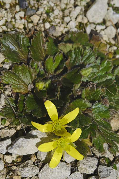 Ranunculus callianthus, a critically endangered New Zealand buttercup species native to limestone outcrops in a small area around Albury, South Canterbury. The foliage has a covering of fine hairs and forms rosettes that hug the ground. This species seems to adapt to well to cultivation, flowering in early spring. Order: Ranunculales, Family: Ranunculaceae Order: Ranunculales</a>