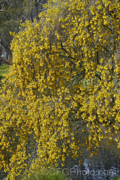 Kowhai (<i>Sophora tetraptera</i>), a briefly deciduous tree from New Zealand andChile. Its flowers are rich in nectar, appear from late winter into spring (as the foliage drops</i>) and are a New Zealand national symbol. sophora-2142htm'>Sophora. Order: Fabales</a>