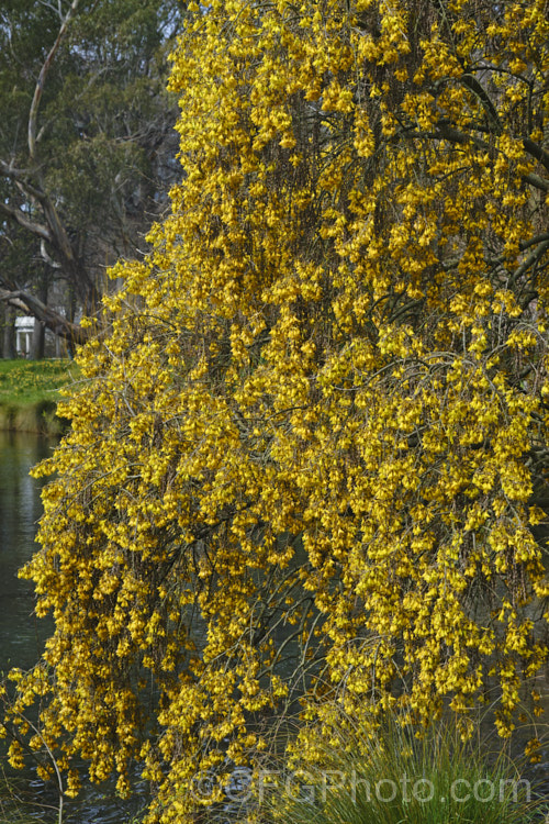 Kowhai (<i>Sophora tetraptera</i>), a briefly deciduous tree from New Zealand andChile. Its flowers are rich in nectar, appear from late winter into spring (as the foliage drops</i>) and are a New Zealand national symbol. sophora-2142htm'>Sophora. Order: Fabales</a>