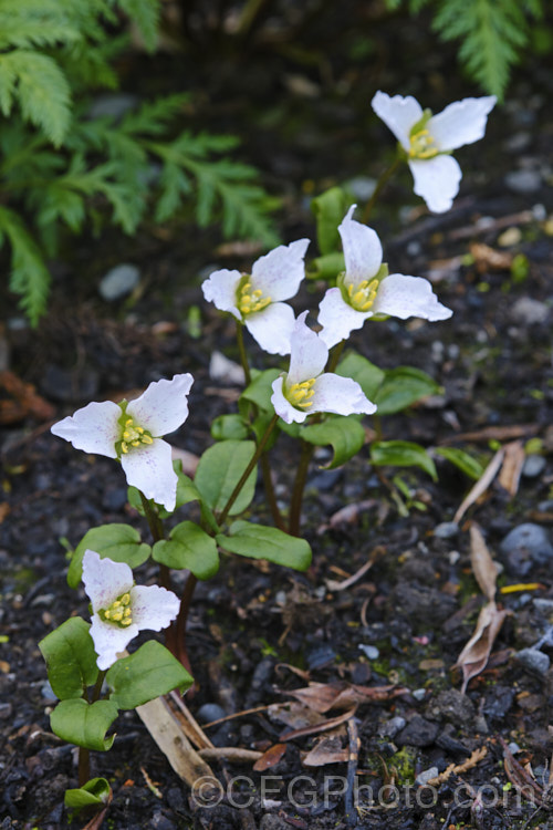 Little Trillium or Dwarf Wakerobin (<i>Trillium pusillum</i>), a small spring-flowering perennial native to the southeastern quarter of the United States, excluding the gulf region. It has narrow leaves and although its flower stems can reach 20cm tall, 10cm is more common. trillium-2304htm'>Trillium. <a href='melanthiaceae-plant-family-photoshtml'>Melanthiaceae</a>. Order: Liliales</a>