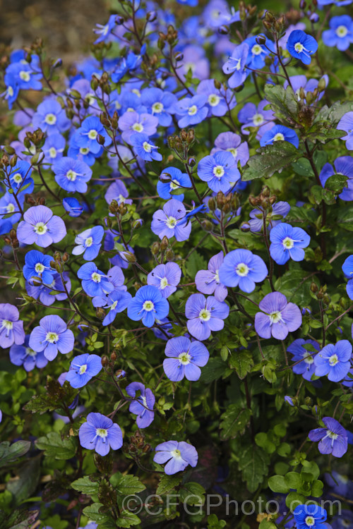 Veronica peduncularis 'Oxford. Blue', a deep blue, spring-flowering cultivar of a low, spreading perennial native to southeast Russia, Ukraine and the Caucasus