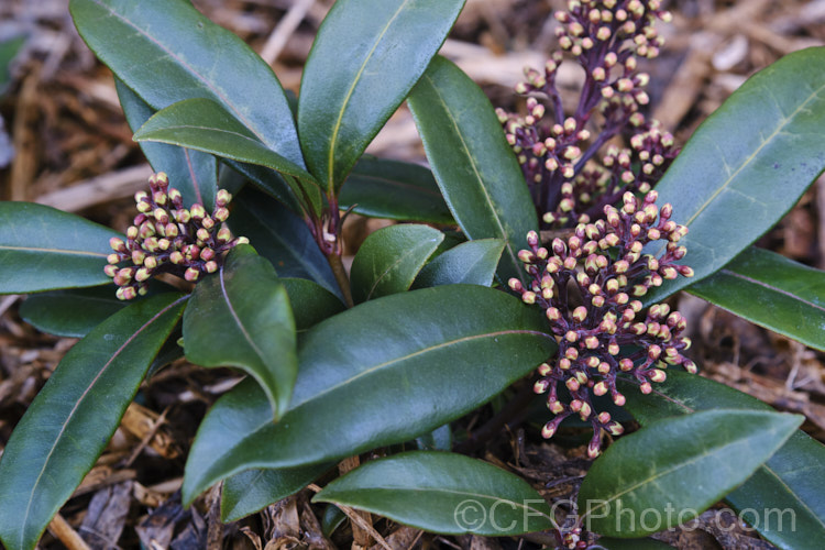 Skimmia japonica subsp. reevesiana (syn. Skimmia reevesiana</i>) in spring, with flower buds. This is a self-fertile hermaphrodite subspecies of an evergreen shrub from China and Japan. Although reevesiana does not produce much pollen, it usually has a reliable crop of bright red berries