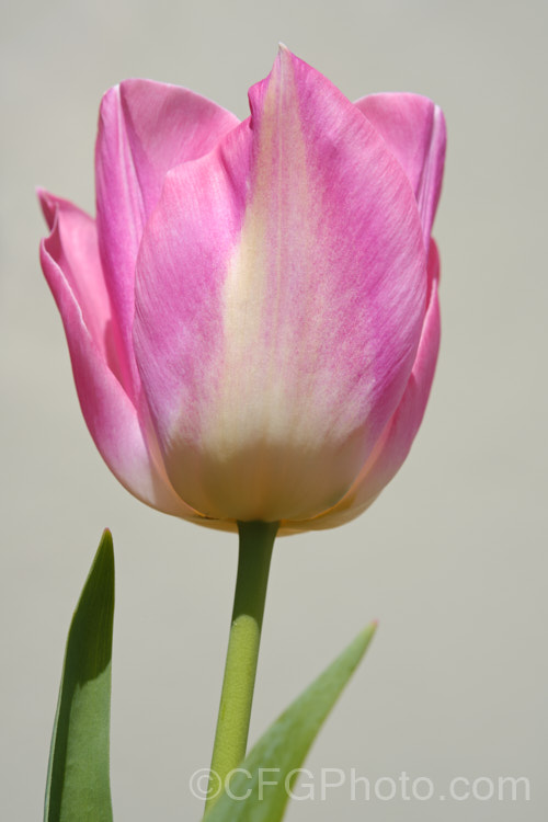 Tulipa 'Dynasty' (<i>Category 3 x Triumph Hybrid</i>), a delicately shaded, early-flowering tulip with stems up to 40cm tall It was introduced in 2005. Not to be confused with the very tall and vigorous 'Red Dynasty'. Order: Liliales, Family: Liliaceae Order: Liliales</a>