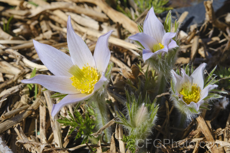 Alpine pasque flower (<i>Pulsatilla alpina</i>), a central European species with a low growth habit, long flowering season from late winter, and white to very pale mauve flowers that tend to be held upright rather than drooping. There are also forms with cream or yellow flowers. pulsatilla-2767htm'>Pulsatilla. Order: Ranunculales</a>