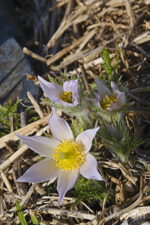 Alpine pasque flower (<i>Pulsatilla alpina</i>), a central European species with a low growth habit, long flowering season from late winter, and white to very pale mauve flowers that tend to be held upright rather than drooping. There are also forms with cream or yellow flowers. pulsatilla-2767htm'>Pulsatilla. Order: Ranunculales</a>