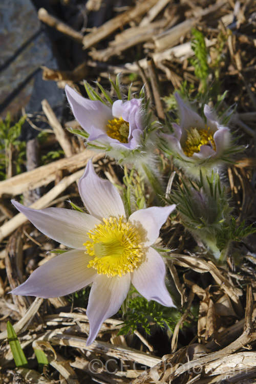Alpine pasque flower (<i>Pulsatilla alpina</i>), a central European species with a low growth habit, long flowering season from late winter, and white to very pale mauve flowers that tend to be held upright rather than drooping. There are also forms with cream or yellow flowers. pulsatilla-2767htm'>Pulsatilla. Order: Ranunculales</a>