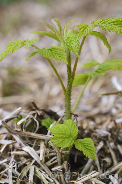 New spring foliage of Raspberry (<i>Rubus idaeus</i>), a 15-2m tall deciduous Eurasian shrub that forms a clump of erect, strong-growing canes that are bristly rather than prickly. Its white flowers appear in spring and develop quickly into the familiar edible red fruits. Autumn-fruiting or everbearing raspberries are often pruned back hard in winter so they produce a single late season crop. Raspberries are popular for eating fresh, but the texture of the fruit does not appeal to all, so they are perhaps better known in pulped form, used as a flavouring. Order: Rosales, Family: Rosaceae