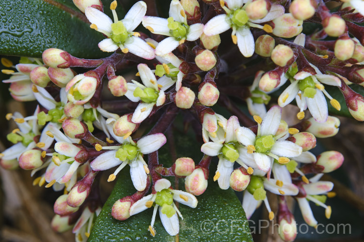 The flowers of Skimmia japonica subsp. reevesiana (syn. Skimmia reevesiana</i>), a self-fertile hermaphrodite subspecies of an evergreen shrub from China and Japan. Although reevesiana does not produce much pollen, it usually has a reliable crop of bright red berries