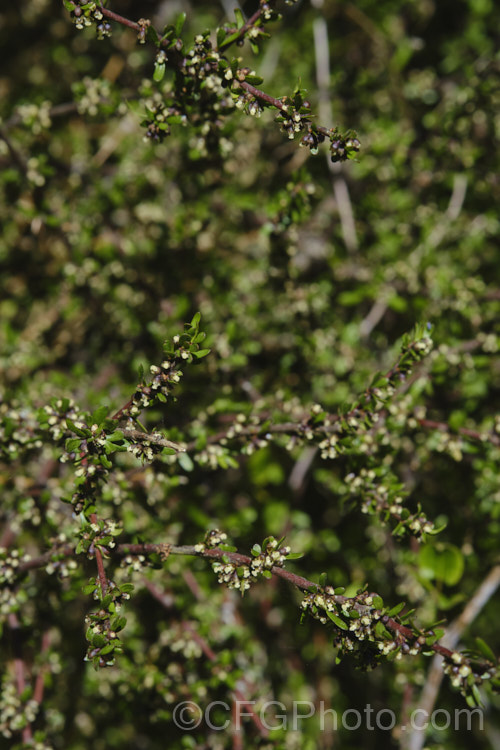A small-leaved, somewhat divaricating olearia, possibly. Small-leaved Tree Daisy (<i>Olearia fimbriata</i>) or a hybrid of it. Olearia fimbriata is an evergreen, spring-flowering shrub or small tree native to the southeast quarter of the South Island of New Zealand Very rare in the wild and not botanically described until 1998, it is now well established in cultivation. Its tiny cream flowers open in summer. Order: Asterales, Family: Asteraceae Order: Asterales</a>