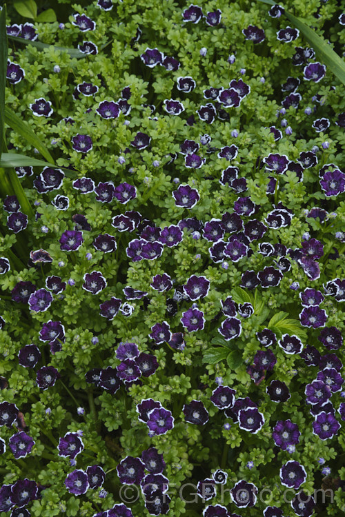 Nemophila 'Penny. Black', a diminutive, dark purple flowered, trailing perennial, often short-lived. It is sometimes listed as a cultivar of Nemophila menziesii, but is more likely a hybrid The plants mound up to around 20cm high and when grown in abundance can produce a carpet of flowers