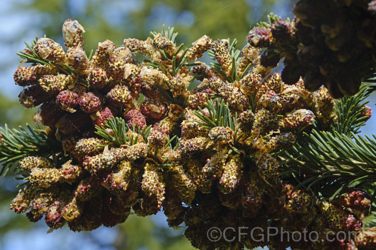 Vejar Fir (<i>Abies vejari</i>), an evergreen conifer from Mexico, with long, narrow cones. It occurs naturally at elevations of 2000-3000m and can grow to over 40m tall Order: Pinales, Family: Pinaceae