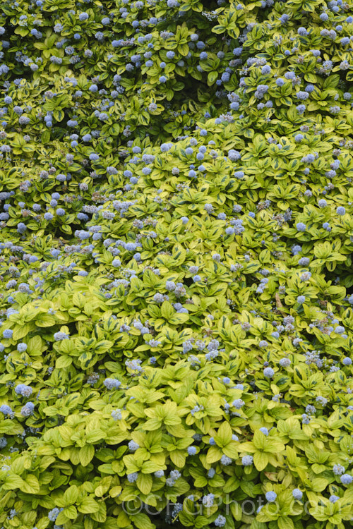 Ceanothus griseus var. horizontalis 'Diamond. Heights', a yellow-green and dark green variegated cultivar of a groundcover or mounding shrub that is a variety of the Carmel. Ceanothus, an evergreen shrub native to California. Its spring-borne flowers are pale blue and quite abundant, but it is mainly grown as a foliage plant. ceanothus-2145htm'>Ceanothus. Order: Rosales, Family: Rhamnaceae Order: Rosales, Family: Rosaceae