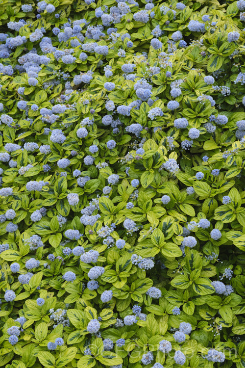 Ceanothus griseus var. horizontalis 'Diamond. Heights', a yellow-green and dark green variegated cultivar of a groundcover or mounding shrub that is a variety of the Carmel. Ceanothus, an evergreen shrub native to California. Its spring-borne flowers are pale blue and quite abundant, but it is mainly grown as a foliage plant. ceanothus-2145htm'>Ceanothus. Order: Rosales, Family: Rhamnaceae Order: Rosales, Family: Rosaceae