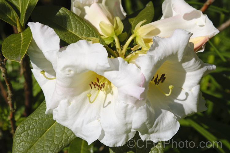 Rhododendron lindleyi, a 4m tall shrub with very fragrant flowers. Often epiphytic in the wild, it is found in northern India, Nepal, Bhutan and Sikkim at 3500-4500m