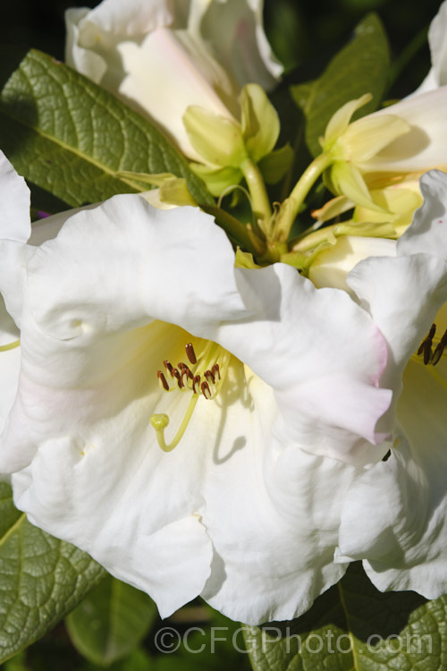 Rhododendron lindleyi, a 4m tall shrub with very fragrant flowers. Often epiphytic in the wild, it is found in northern India, Nepal, Bhutan and Sikkim at 3500-4500m