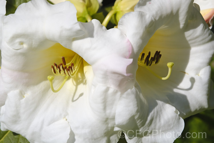 Rhododendron lindleyi, a 4m tall shrub with very fragrant flowers. Often epiphytic in the wild, it is found in northern India, Nepal, Bhutan and Sikkim at 3500-4500m