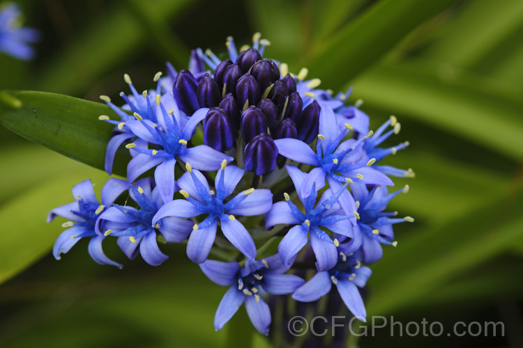 Scilla peruviana, a vigorous bulbous plant from southwest Europe and West Africa. The strappy foliage is lax and tends to lay on the ground. Flower heads contain up to 100 blooms. scilla-2491htm'>Scilla. Order: Asparagales</a>
