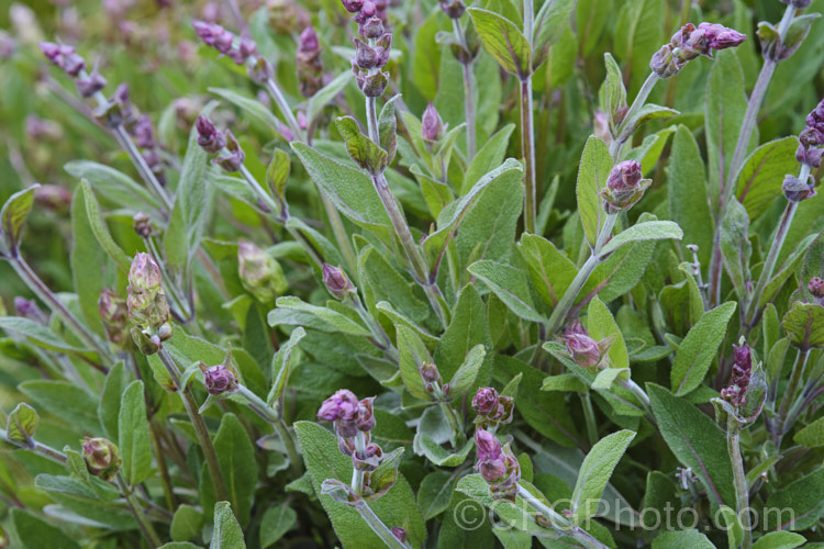 Common Sage (<i>Salvia officinalis</i>), an evergreen woody-stemmed perennial of shrub native to the Mediterranean area. Its foliage has long been used in cooking and it also has some herbal medicinal uses. Order: Lamiales, Family: Lamiaceae