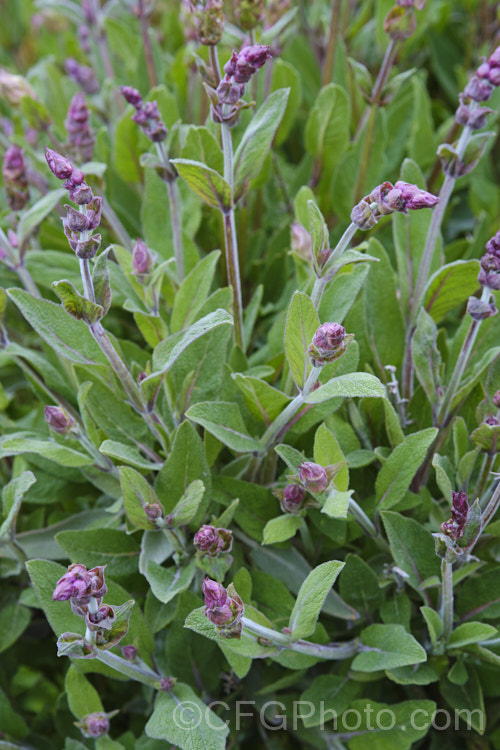 Common Sage (<i>Salvia officinalis</i>), an evergreen woody-stemmed perennial of shrub native to the Mediterranean area. Its foliage has long been used in cooking and it also has some herbal medicinal uses. Order: Lamiales, Family: Lamiaceae