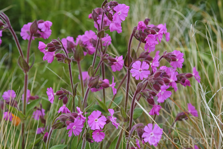 Red Campion (<i>Silene dioica [syn. Lychnis dioica]), a near-evergreen, spring- to summer-flowering, European perennial with flower stems to 80cm tall It often naturalises in temperate climates. silene-2496htm'>Silene. Order: Caryophyllales, Family: Caryophyllaceae Order: Caryophyllales</a>