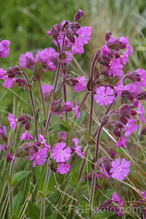 Red Campion (<i>Silene dioica [syn. Lychnis dioica]), a near-evergreen, spring- to summer-flowering, European perennial with flower stems to 80cm tall It often naturalises in temperate climates. silene-2496htm'>Silene. Order: Caryophyllales, Family: Caryophyllaceae Order: Caryophyllales</a>