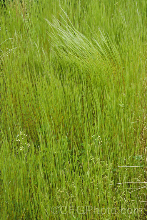 Bearded. Fescue or Fringed. Fescue (<i>Vulpia ciliata</i>), an annual grass that flowers in spring and which is largely dried off by summer. Originally a Eurasian species, it is now widely naturalised in the temperate zones. vulpia-2929htm'>Vulpia. . Order: Poales</a>