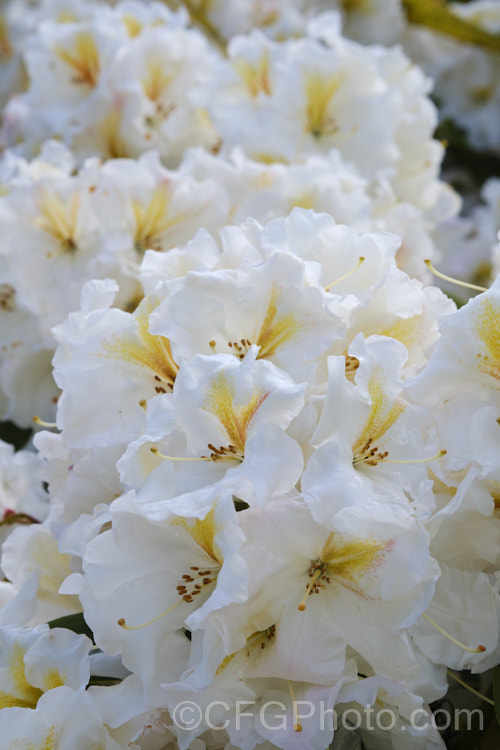 Rhododendron 'White Gold' ('Mrs JG. Millais' x 'Cheyenne'), a medium-sized to large shrub raised in 1979 by Greer of the United States. Its grows to over 2m tall and has trusses of up to 12 white flowers with deep gold throat markings, opening from pink-tinted buds