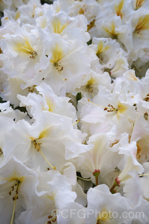 Rhododendron 'White Gold' ('Mrs JG. Millais' x 'Cheyenne'), a medium-sized to large shrub raised in 1979 by Greer of the United States. Its grows to over 2m tall and has trusses of up to 12 white flowers with deep gold throat markings, opening from pink-tinted buds