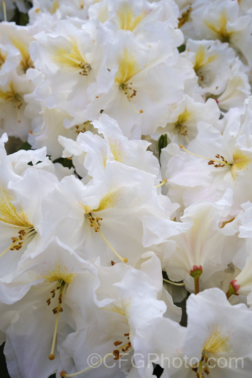 Rhododendron 'White Gold' ('Mrs JG. Millais' x 'Cheyenne'), a medium-sized to large shrub raised in 1979 by Greer of the United States. Its grows to over 2m tall and has trusses of up to 12 white flowers with deep gold throat markings, opening from pink-tinted buds