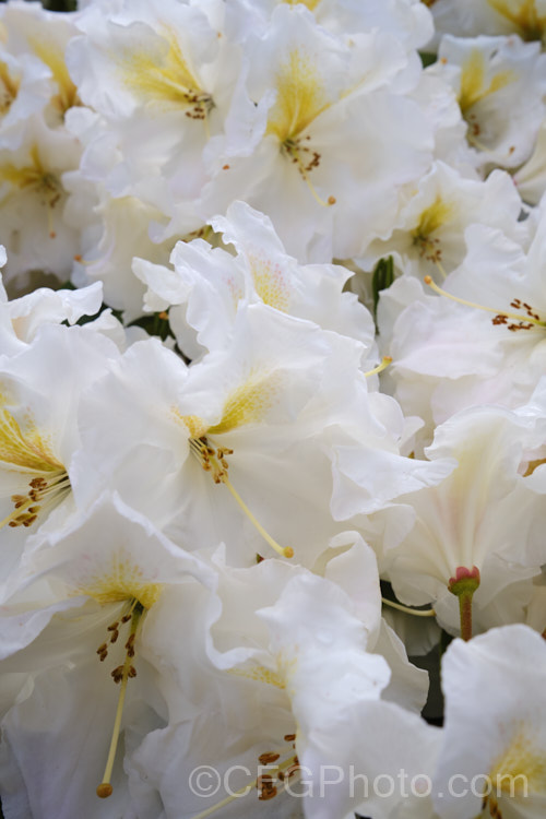 Rhododendron 'White Gold' ('Mrs JG. Millais' x 'Cheyenne'), a medium-sized to large shrub raised in 1979 by Greer of the United States. Its grows to over 2m tall and has trusses of up to 12 white flowers with deep gold throat markings, opening from pink-tinted buds