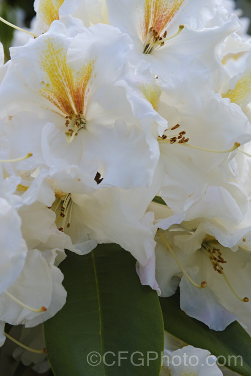 Rhododendron 'White Gold' ('Mrs JG. Millais' x 'Cheyenne'), a medium-sized to large shrub raised in 1979 by Greer of the United States. Its grows to over 2m tall and has trusses of up to 12 white flowers with deep gold throat markings, opening from pink-tinted buds