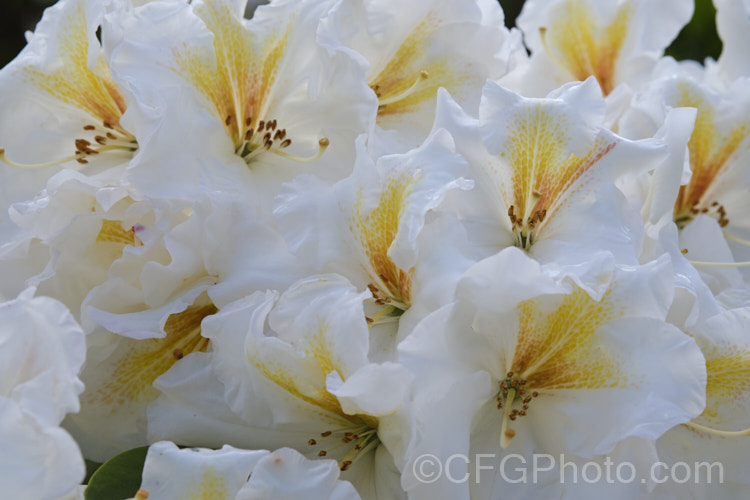 Rhododendron 'White Gold' ('Mrs JG. Millais' x 'Cheyenne'), a medium-sized to large shrub raised in 1979 by Greer of the United States. Its grows to over 2m tall and has trusses of up to 12 white flowers with deep gold throat markings, opening from pink-tinted buds
