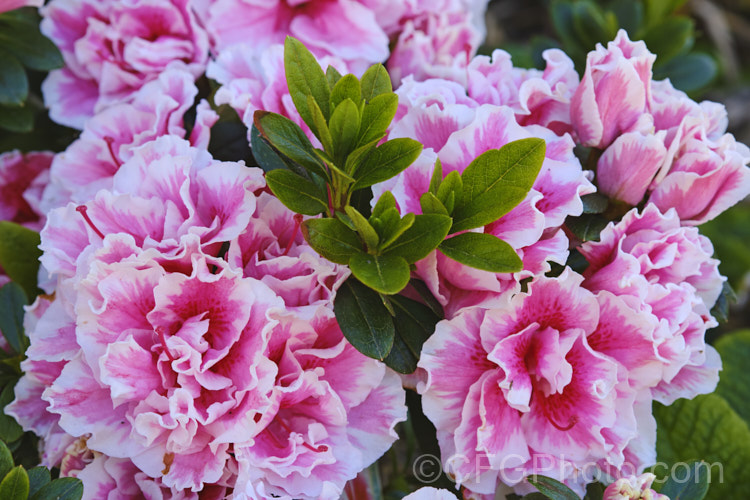 Rhododendron (evergreen azalea</i>) 'De. Waele's Favourite', a Belgian Indica evergreen azalea raised in Belgium as a plant for the potted flower trade, but now quite widely grown as a garden plant in mild areas. It blooms from early spring and flowers over a long season, eventually growing to around 75cm high x 12m wide