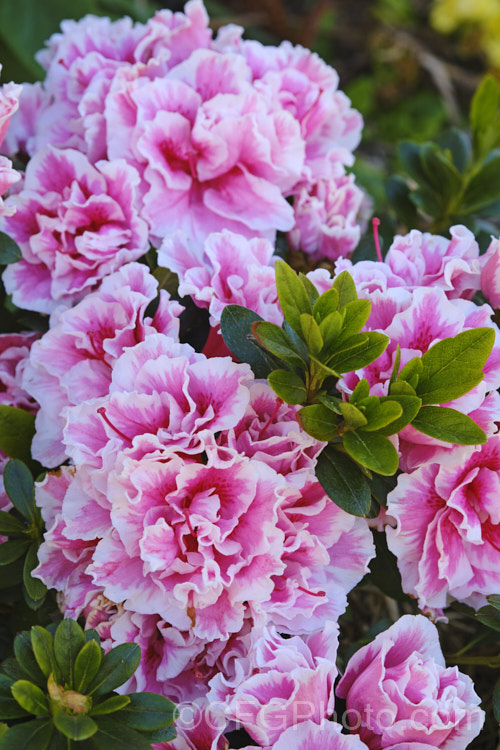 Rhododendron (evergreen azalea</i>) 'De. Waele's Favourite', a Belgian Indica evergreen azalea raised in Belgium as a plant for the potted flower trade, but now quite widely grown as a garden plant in mild areas. It blooms from early spring and flowers over a long season, eventually growing to around 75cm high x 12m wide