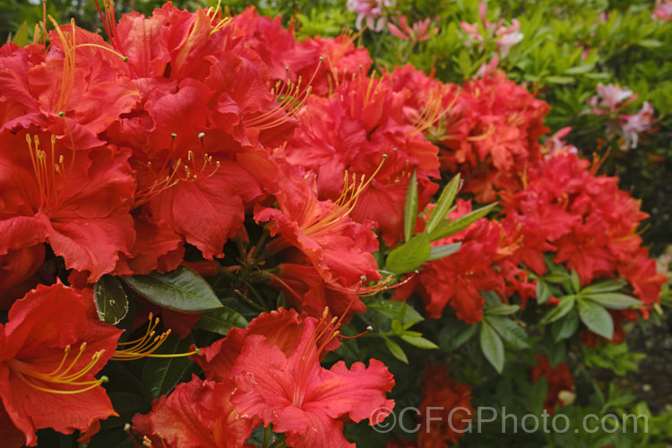 Rhododendron (deciduous azalea</i>) 'Ilam. Melford Flame' (syn 'Melford Flame'), an Ilam hybrid raised by Dr. Yeates of Palmerston. North, NZ