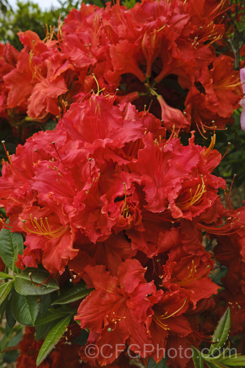 Rhododendron (deciduous azalea</i>) 'Ilam. Melford Flame' (syn 'Melford Flame'), an Ilam hybrid raised by Dr. Yeates of Palmerston. North, NZ